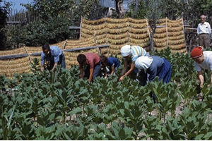 Tütün Açık Artırma Başlangıç Fiyatları Ne Oldu