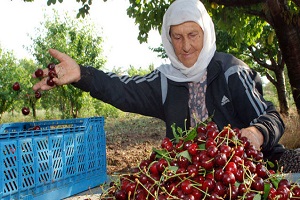 Bin 650 Nüfuslu Köyden Avrupa ya Kirazı İhracatı