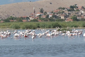 Bafa Gölü Neden Can Çekişiyor