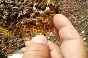 Türkiye de Ana Arı Üretimi Çok Düşük