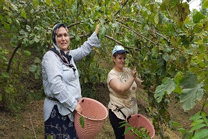 Yağışlar Fındık Üreticisini Sevindirdi