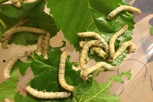 İpek Böceklerini Yaşatan Tasarım