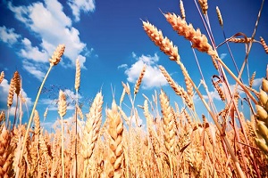 Tarlaya Robotlar Giriyor