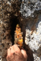 Firari Arıların İzini Süren Arıcı Paraya Para Demiyor