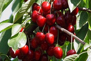 Dudak Uçuklatan Kiraz İhracatı