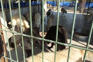 Kaçak Etler Köpeklere Yaradı