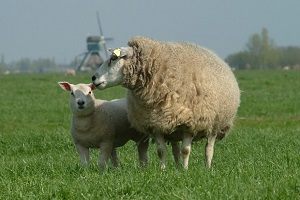 Klonlanmış Gıda Güvencesi