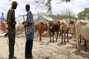 Sudan da Tarım Cibuti de Hayvancılık