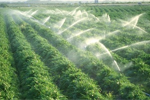 Sulu Arazisi Olan Yandı