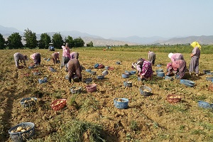 Emekçi Kadınlar 40 Derece Sıcağın Altında Çalışıyor