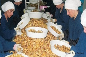 Kuru İncir İhracatı 62 Bin Tonu Buldu