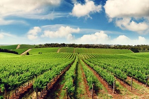 Tarımda Sigortalanma Oranı Artıyor