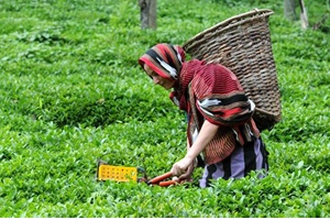 Çayda Organik Tarıma Geçiş Hızlanarak Devam Ediyor