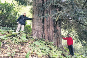 3 Bin Yıllık Ağaç