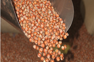 Fındık Fiyatı Yeni Hasadın Başlamasıyla 13 Lirayı Gördü