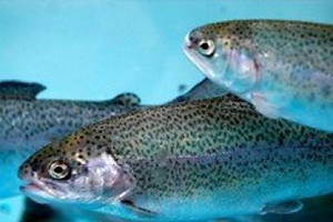 AB Çipura ve Levrekte Vergiyi Kaldırdı Sıra Alabalıkta