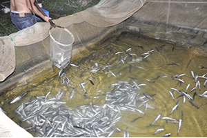 Binlerce Balık Telef Oldu