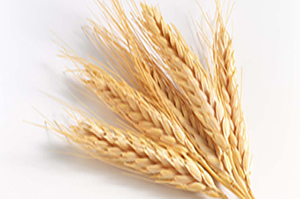 Buğdayın Atası Siyezin Hasadı Başladı