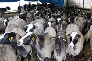 Kurban Keseceklere Dikkat