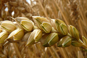 Soğuğa Dayanıklı Buğday Tohumuyla Verimi 2 Kat Arttırdılar