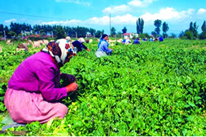 Tarımsal Faaliyet Kursları Başlıyor