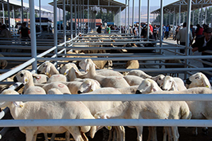Canlı Hayvan Pazarına Hastalık Önlemi