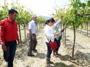Konya Tarım Sigortasında Birinci