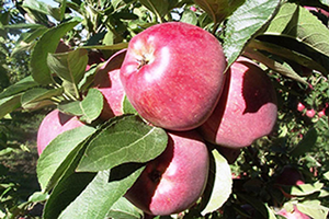 Elma da Altın Yıl Olacak