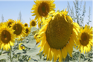 Karadenizbirlik Ayçiçeği Alım Kampanyasını Başlattı