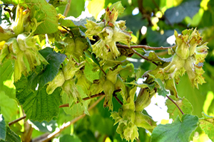Külleme Hastalığı Fındıkta Ciddi Tehdit