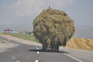 Ot Yüklü Traktörler Tehlike Saçıyor