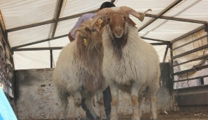 Genç Çiftçilere Küçükbaşlar Teslim Edildi