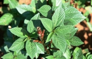 Tarım Dairesi İşi Sıkı Tutuyor