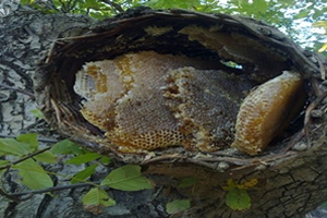 Anzer Balında 2 Tonluk Rekor Üretim Bekleniyor