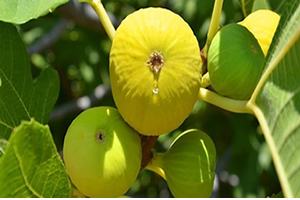 Aydın da İyi Tarım Uygulamaları