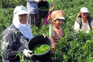 Biga da Biber Hasadı Başladı