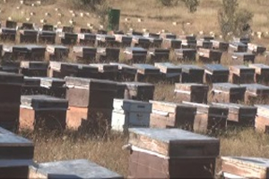 5 Milyon Arının Zehirlendiği İddiası