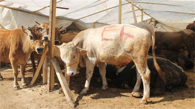 Kurban Pazarları Hareketlendi