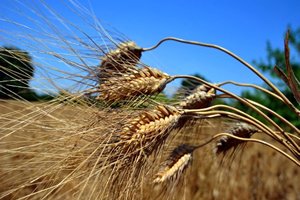 Seferihisar da Ata Ekmeği