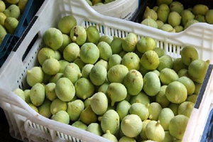 Silifke 400 Ton İncir Bekliyor