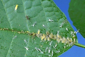 Ziraat Odası ndan Pamuk Üreticilerine Uyarı