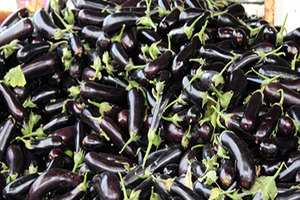 Tescilli Patlıcanın Rekoltesinde Yüzde 100 Artış