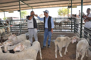 Manisa da Kurbanlık Satışları Başladı