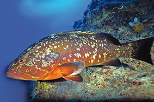 Orfoz Avlamak Yasaklandı