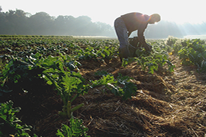 Organik Tarım Projesine Kalkınma Ajansından Destek