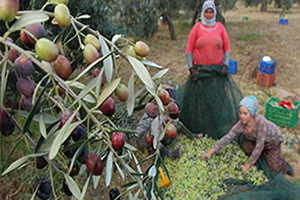 Çiftçiye Zeytin Sineği Uyarısı