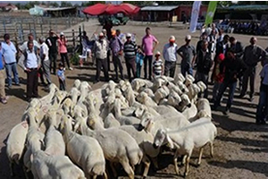 40 Çiftçiye 80 Koç