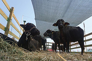 9 Adet Kaçak Büyükbaş Hayvan Ele Geçirildi