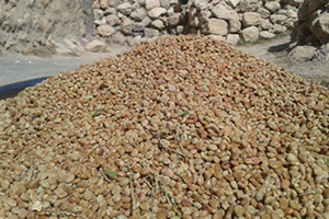 Batman da Sumak Hasadı Başladı