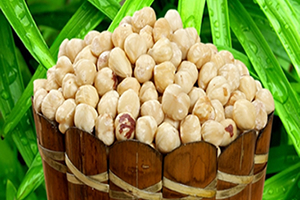 Fındık Fiyatı 20 TL nin Üzerine Çıkacak